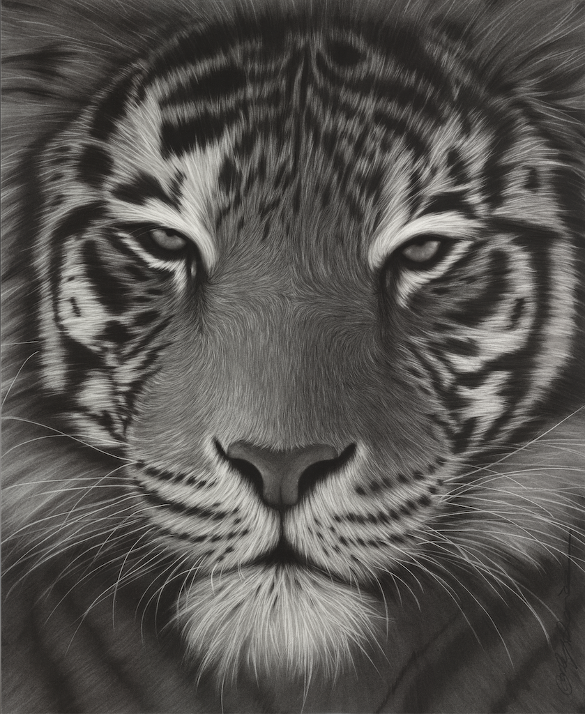 Draw a Life-Size Tiger in Charcoal: The Complete Masterclass