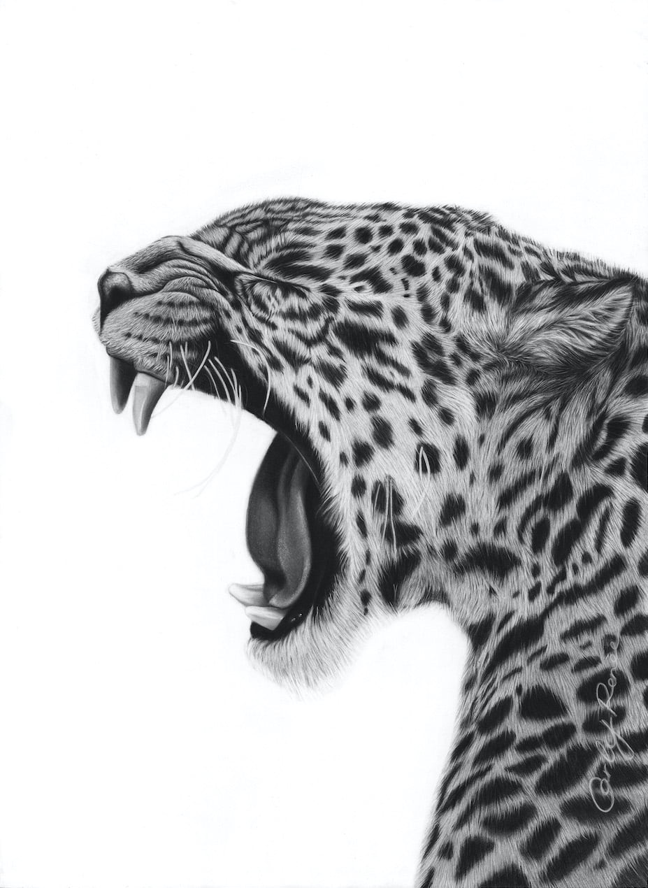 jaguar animal roar drawing