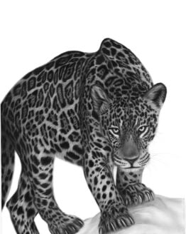 jaguar 2 low res